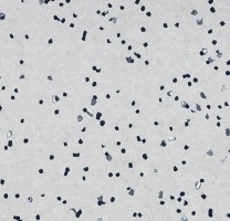 Линолеум Forbo Sphera EC 450017 ivory