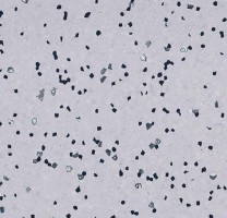 Линолеум Forbo Sphera EC 450032 soft lilac